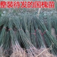 供應(yīng)綠化用國(guó)槐