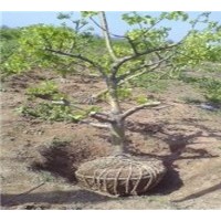 占地山楂樹 6-7-8公分占地山楂樹