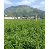 大量供應(yīng)一年生、兩年生紅豆杉苗子及一至十五公分紅豆杉木