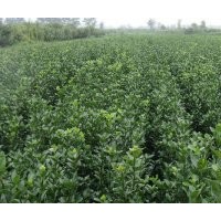 50cm大葉黃楊價(jià)格