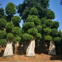 四川造型榕樹樁頭基地重慶三角梅盆景批發(fā)價(jià)格