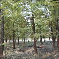 18公分水杉 18公分水杉