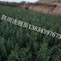 1年連翹苗價(jià)格？1年精品連翹苗種植