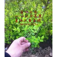 50公分金葉女貞價(jià)格，30-40公分金葉女貞價(jià)格