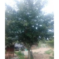 大量出售櫻花：3-15公分規(guī)格齊全