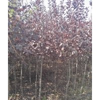 低價出售金葉榆4-5公分2000棵,紫葉稠李2-4公分10000棵,紅葉李4公