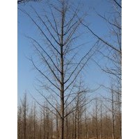 山東銀杏樹價(jià)格,銀杏樹價(jià)格,興隆銀杏(查看)