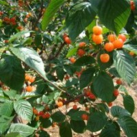 北京綠化苗木櫻桃