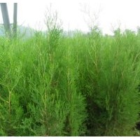 北京側(cè)柏苗木出售