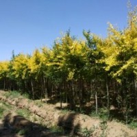 出售白榆、柳樹、旱柳