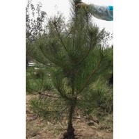 出售1-5年生白皮松苗，油松苗，華山松苗