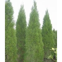 山西虎子苗木合作社出售【1米-2米-3米蜀儈】