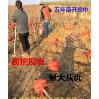 山桃 山杏 紅葉李 國槐