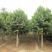 博野縣豐林苗圃場(chǎng)大量出售法桐