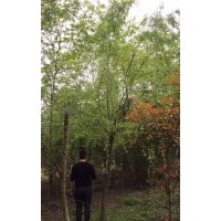 廠家直銷垂柳價(jià)格低