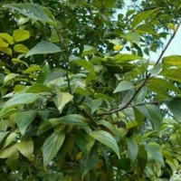 大量出售紫薇、滇樸、香樟、雪松、云南櫻花等各種苗木5一20cm。