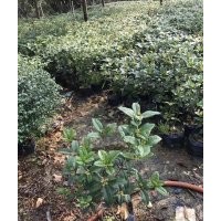 低價供應四季桂球四季桂毛球規(guī)格40-80cm中袋苗