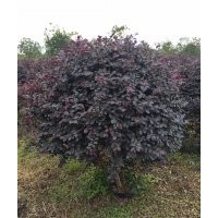 供應(yīng)各種袋裝布袋裝紅花繼木精品球50-100cm之間