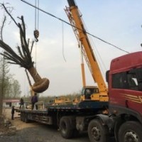 18公分銀杏苗木價(jià)格,銀杏苗木,興隆銀杏(圖)