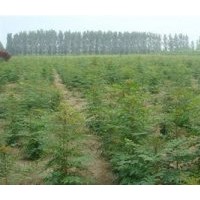 12公分北欒價格、亞太園林、一年生北欒小苗價格