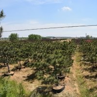 黑松、景觀黑松供應(yīng)