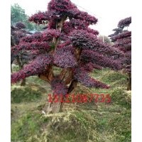 批發(fā)15、20、30、50公分造型榆樹、造型羅漢松、造型紅繼木、造型