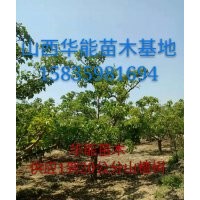 8公分山楂樹(shù) 10公分山楂樹(shù) 12公分山楂樹(shù) 15公分山楂樹(shù)