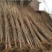 32公分銀杏樹|興隆銀杏|32公分銀杏樹價格表