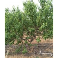 碧桃6-7-8-9-10公分