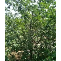 東紅果海棠5-6公分10公分