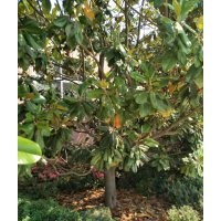 雪松4-5-6-7-8-9米