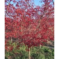 日本紅楓5-6-7-8公分