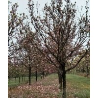 紫白黃玉蘭，6-7-8-9-10-12-15-18-20公分