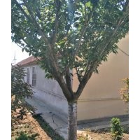 櫻花5-6-7-8-10-12-14公分