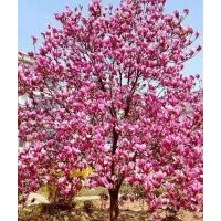 大量供應(yīng)大小紅白玉蘭