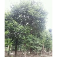 四川成都高桿高分支香樟