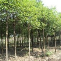 濟(jì)南提供15公分重陽木價(jià)格 重陽木產(chǎn)地