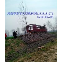 河南楸樹復(fù)葉槭！梓樹基地在太康