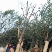 供應(yīng)香樟，骨架香樟，光桿香樟