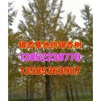 銀杏樹苗價格_興隆銀杏_30公分銀杏樹苗價格