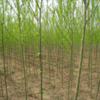 上海常年供應11公分垂柳價格 15公分垂柳價格