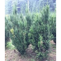 曼地亞紅豆杉樹