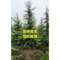 成都雪松 四川雪松價格 雪松大量批發(fā)出售