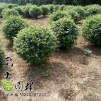 金葉女貞球_大葉黃楊球_小葉黃楊球_衛(wèi)矛球_紅葉石楠球_金森女貞