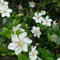 桅子花_桅子花價格_桅子花基地