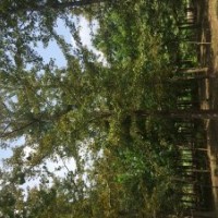 25公分銀杏樹價格