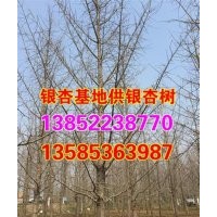 23公分銀杏_興隆銀杏_23公分銀杏嫁接樹