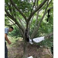 供應大規(guī)格紅楓12公分15公分到18公分