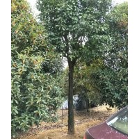 有支23公分香泡出售