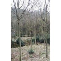 供有無患子12到15公分大還有一支望春花（辛夷花）25公分樹王